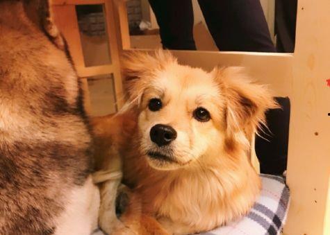 哪里有网红的狗狗,揭秘各大平台萌宠风采