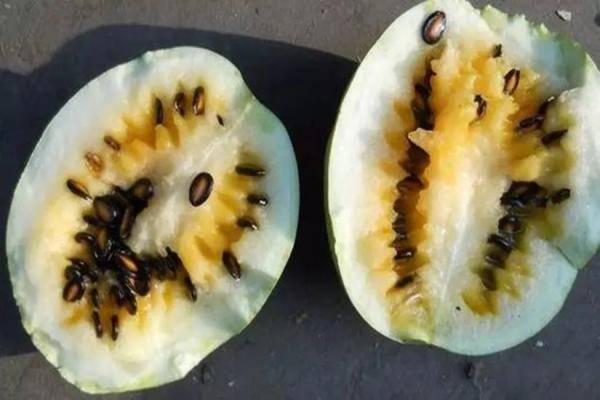 外省份吃籽瓜吗,传统美食的跨界之旅