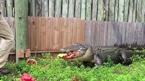 吃瓜小鳄,揭秘娱乐圈的幕后故事