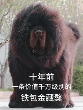 今日头条藏獒先生,揭秘藏獒世界的传奇故事