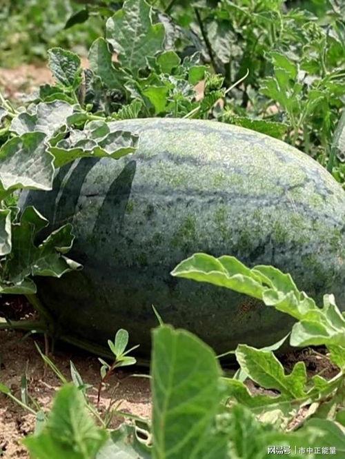 夏季吃瓜视频图片,瓜果飘香，清凉一夏短视频集锦