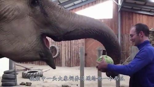 饲养员大象吃瓜,饲养员揭秘大象吃瓜趣事