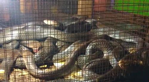 眼镜蛇头条,揭秘神秘蛇类背后的惊人真相