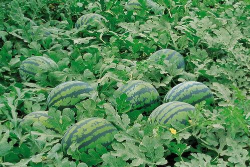 秋名山吃瓜课代表